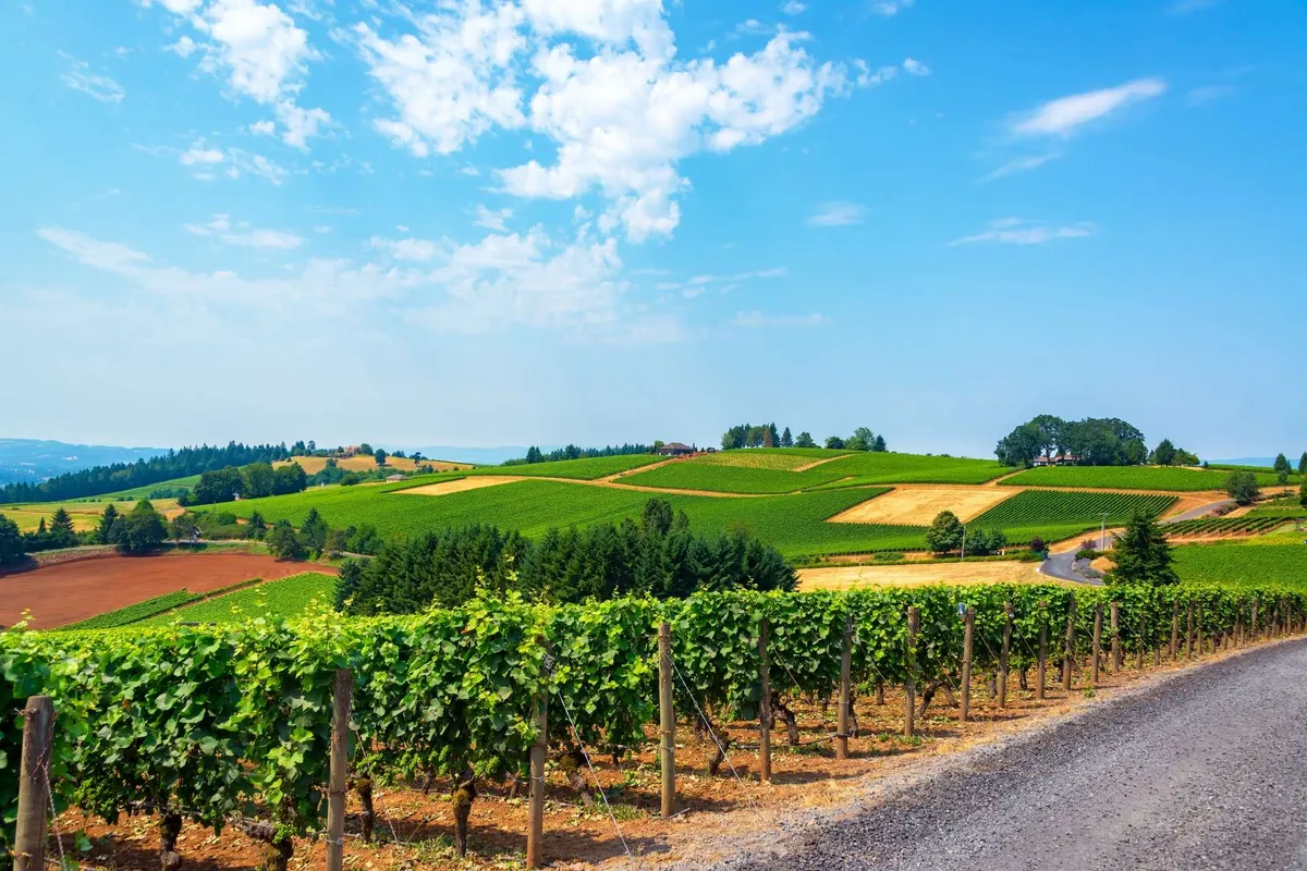 A sweeping view of Oregon vineyards unfurls under an open sky, with rolling hills, distant trees, and neat rows of grapevines stretching into the distance. The tranquil landscape is bathed in warm natural light, evoking the region’s agricultural richness and the promise of wine country adventures.