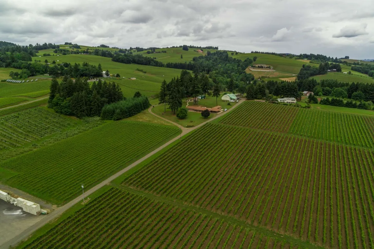 Rows of vineyards stretch into the distance, set against a charming farmhouse and bordered by tree lines. The dirt road adds a rustic touch, with the entire scene bathed in serene, golden light, perfect for sunset toasts and photo opportunities.